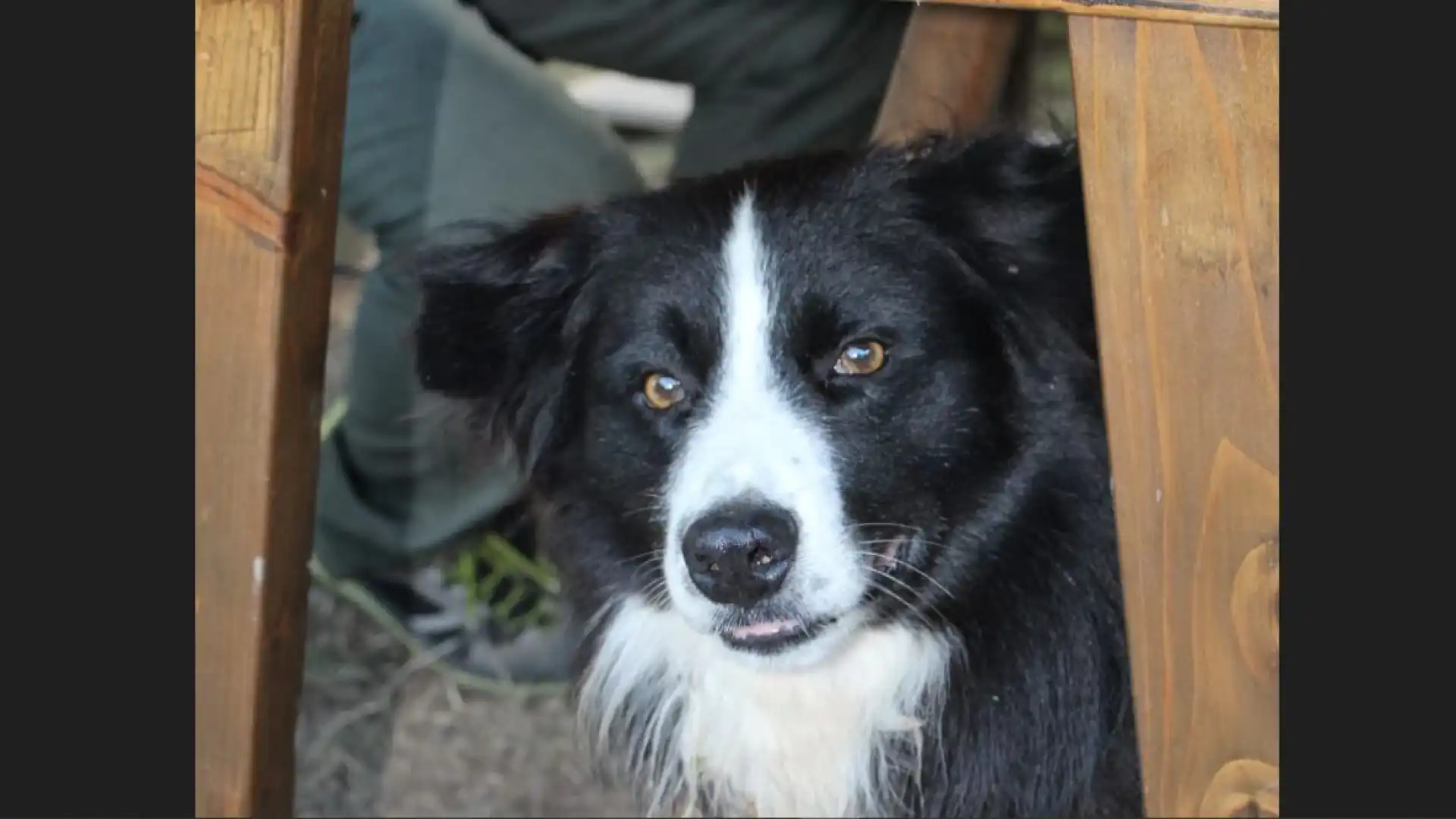 Aiutiamo i padroni di Alex a ritrovarlo. Offerta ricompensa per chi rintracciasse l’esemplare di Borde Collie sparito da giorni da Cerro al Volturno.